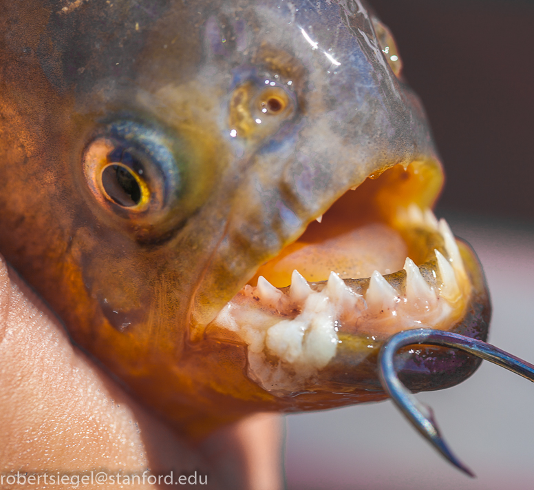 piranha